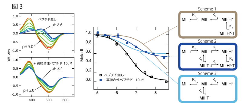 Rhodopsin and GPCRs